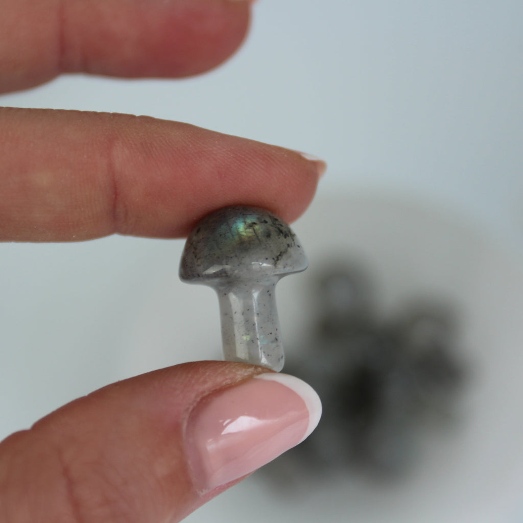 MUSHROOM: Mini Labradorite Mushroom - Scene & Stone